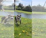 Small #2 American Pit Bull Terrier Mix