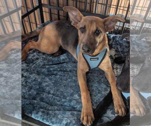 Medium Photo #3 German Shepherd Dog-Unknown Mix Puppy For Sale in Aurora, CO, USA