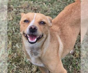 Tulsa - (Medical) - Female Rat-Cha Dog for Adoption - Photo #2