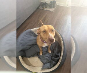 Honey - Female American Pit Bull Terrier-Labrador Retriever Mix Dog for Adoption - Photo #2