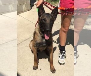 Belgian Malinois Puppy for sale in PHILIP, SD, USA