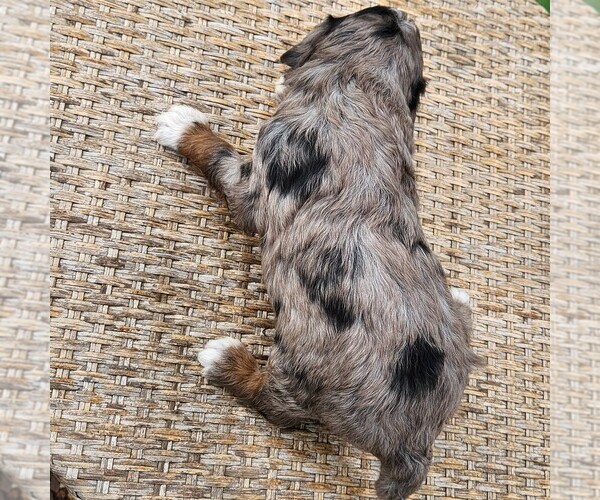 Medium Photo #10 F2 Aussiedoodle Puppy For Sale in COLUMBIA, TN, USA