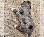 Small #9 F2 Aussiedoodle