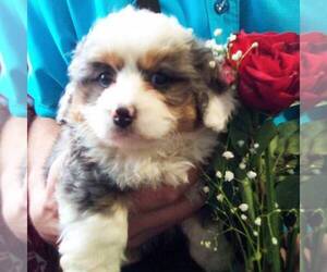 Miniature Bernedoodle Puppy for sale in NEWAYGO, MI, USA