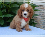 Image preview for Ad Listing. Nickname: Ace