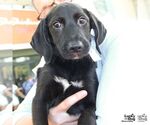 Small Photo #1 Labrador Retriever-Retriever  Mix Puppy For Sale in Washington, DC, USA
