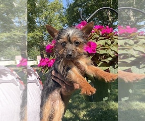 Yorkshire Terrier Puppy for sale in DETROIT, MI, USA