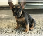 Small Photo #4 French Bulldog Puppy For Sale in PEMBROKE, KY, USA