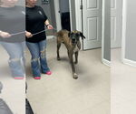 Small #1 Great Dane