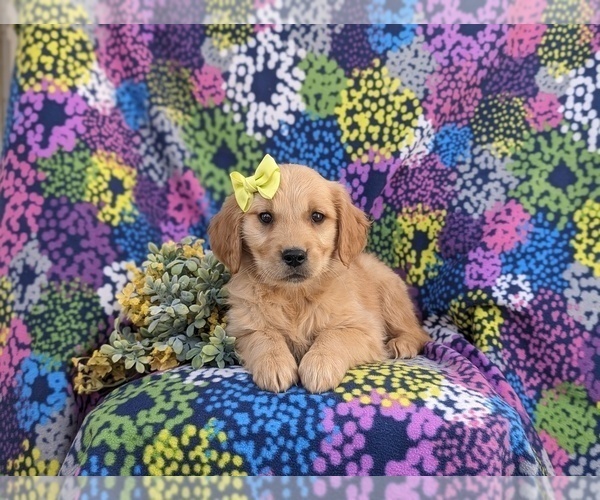 Medium Photo #3 Golden Retriever Puppy For Sale in NEW PROVIDENCE, PA, USA