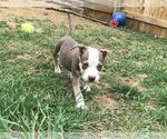 Small #13 American Pit Bull Terrier Mix