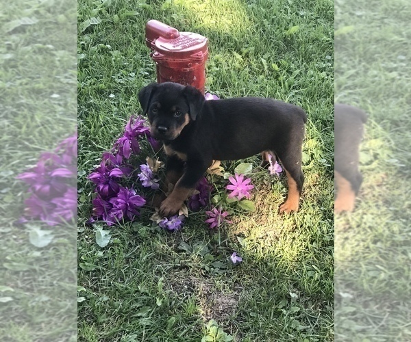 Medium Photo #4 Rottweiler Puppy For Sale in REMER, MN, USA