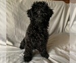 Small Photo #4 Goldendoodle-Poodle (Miniature) Mix Puppy For Sale in EPHRATA, PA, USA