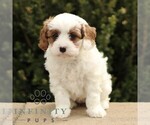 Small #4 Cavapoo