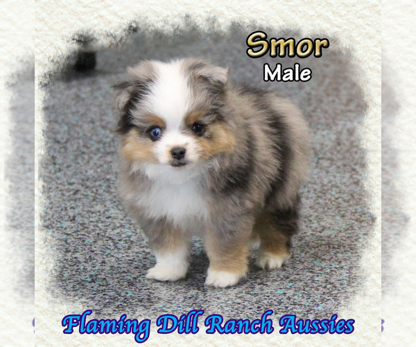 Medium Photo #2 Miniature Australian Shepherd Puppy For Sale in FORESTBURG, TX, USA