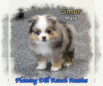 Small Photo #2 Miniature Australian Shepherd Puppy For Sale in FORESTBURG, TX, USA