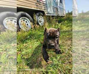 Dachshund Puppy for sale in OSSEO, WI, USA