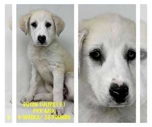 Great Pyrenees-Unknown Mix Dogs for adoption in pomfret, CT, USA