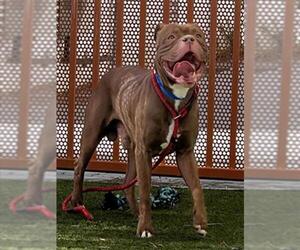 Mutt Dogs for adoption in Las Vegas, NV, USA