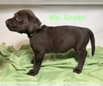 Puppy Ms Green Labrador Retriever