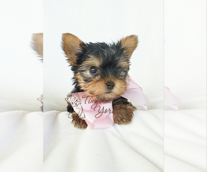 Yorkshire Terrier Puppy for sale in ORCHARDS, WA, USA