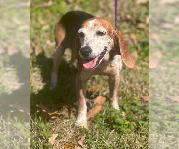 Medium Photo #7 Beagle Puppy For Sale in Dunnellon, FL, USA