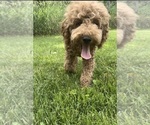 Puppy DustyDue F1BB Goldendoodle (Miniature)
