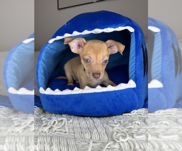 Medium Photo #2 Chihuahua Puppy For Sale in CHARLOTTE, NC, USA