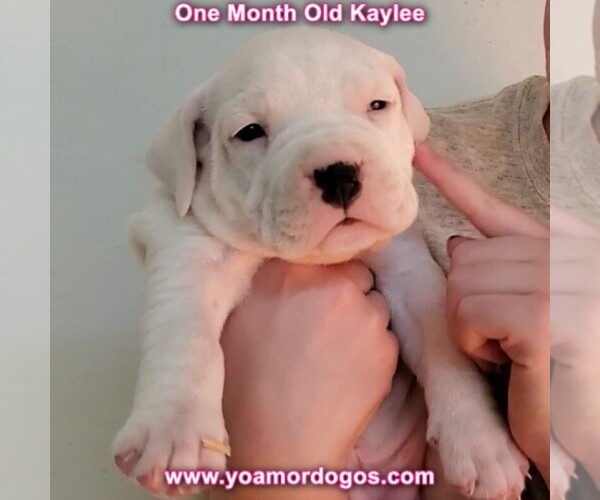 Medium Photo #41 Dogo Argentino Puppy For Sale in JANE, MO, USA