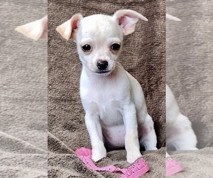 Chihuahua Puppy for sale in MANKATO, MN, USA