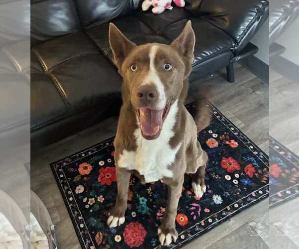 Medium Photo #4 Akita-Siberian Husky Mix Puppy For Sale in Anniston, AL, USA