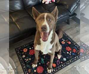 Juno - Male Akita-Siberian Husky Mix Dog for Adoption - Photo #4