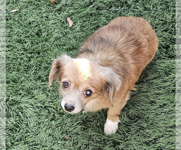 Medium Photo #3 Chiweenie Puppy For Sale in Oakhurst, NJ, USA