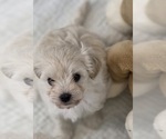 Puppy Puppy 2 Maltese