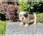 Puppy 2 Shih Tzu
