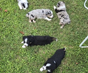 Australian Shepherd Litter for sale in WEST PLAINS, MO, USA