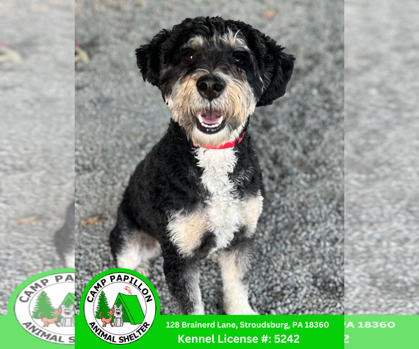 Medium Photo #1 Poodle (Miniature)-Unknown Mix Puppy For Sale in Stroudsburg, PA, USA