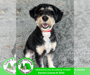Poodle (Miniature)-Unknown Mix Dogs for adoption in Stroudsburg, PA, USA