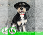 Small Poodle (Miniature) Mix
