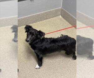 Mutt Dogs for adoption in Las Vegas, NV, USA