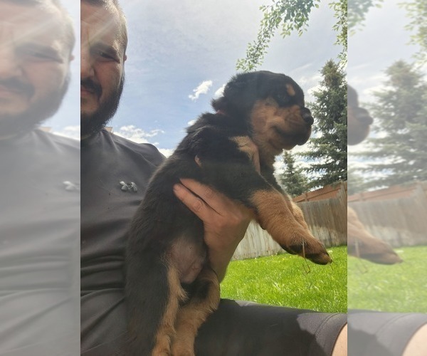 Medium Photo #4 Rottweiler Puppy For Sale in BELGRADE, MT, USA