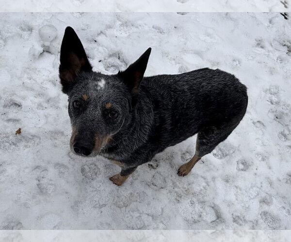 Medium Photo #1 Mutt Puppy For Sale in Garden City, NY, USA