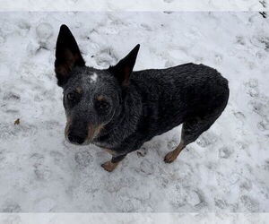 Mutt Dogs for adoption in Garden City, NY, USA