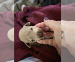 Small #5 Mutt