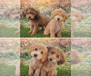 ShihPoo Puppy for sale in SALEM, OR, USA