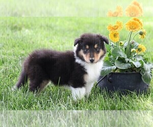 Collie Puppy for sale in FREDERICKSBG, OH, USA