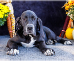 Puppy Bruce Great Dane