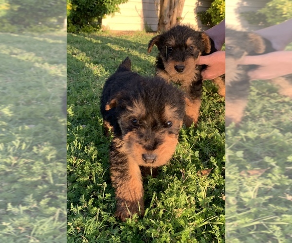 Medium Photo #4 Airedale Terrier Puppy For Sale in JOSHUA, TX, USA