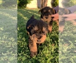 Small Photo #4 Airedale Terrier Puppy For Sale in JOSHUA, TX, USA