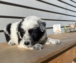 Mickey - Female Australian Cattle Dog Puppy for Sale - Photo #29